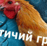 Ухудшение эпизоотической ситуации  по высокопатогенному гриппу птиц  - Газета Нейские вести